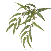 EUCALIPTO GLOBULUS 91CM