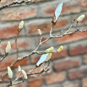 RAMA DE MAGNOLIO 105CM (9 BROTES)