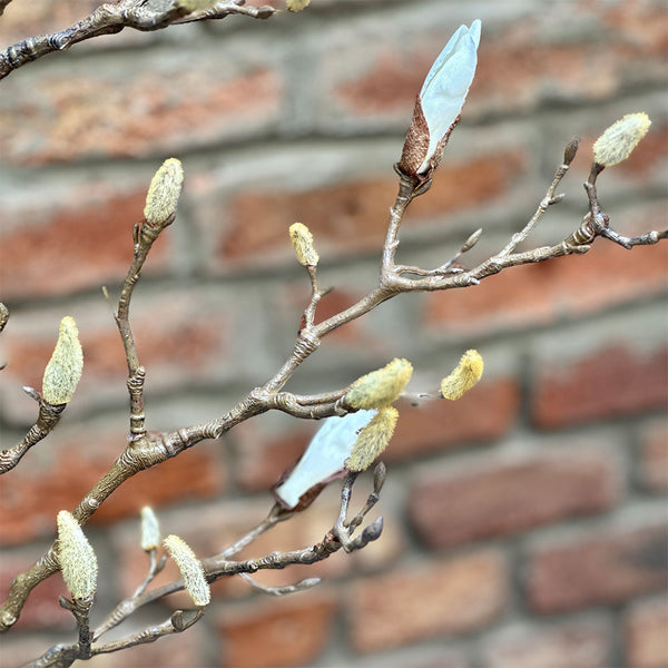 RAMA DE MAGNOLIO 105CM (9 BROTES)