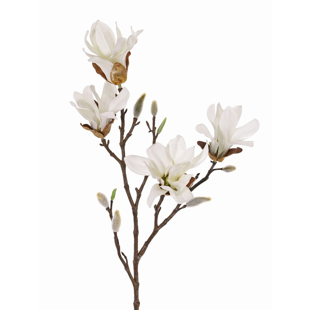 MAGNOLIA STELLATA CREMA 60CM