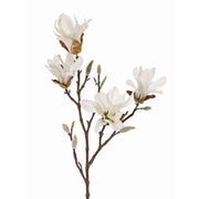 MAGNOLIA STELLATA CREMA 60CM