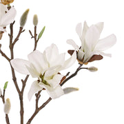 MAGNOLIA STELLATA CREMA 60CM