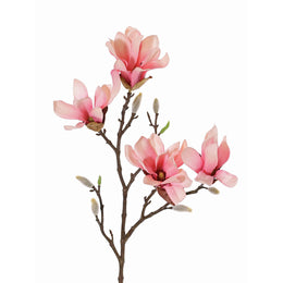 MAGNOLIA STELLATA ROSADA 60CM