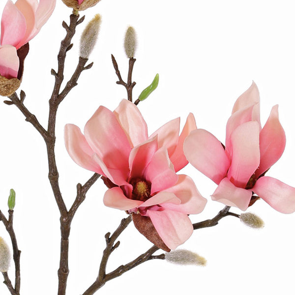 MAGNOLIA STELLATA ROSADA 60CM