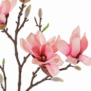 MAGNOLIA STELLATA ROSADA 60CM