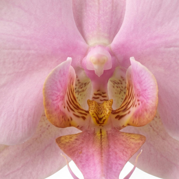 ORQUÍDEA MINI ROSADA 3 VARAS 63 CM