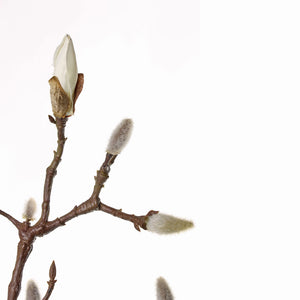 RAMA DE MAGNOLIO 71CM (19 BROTES)