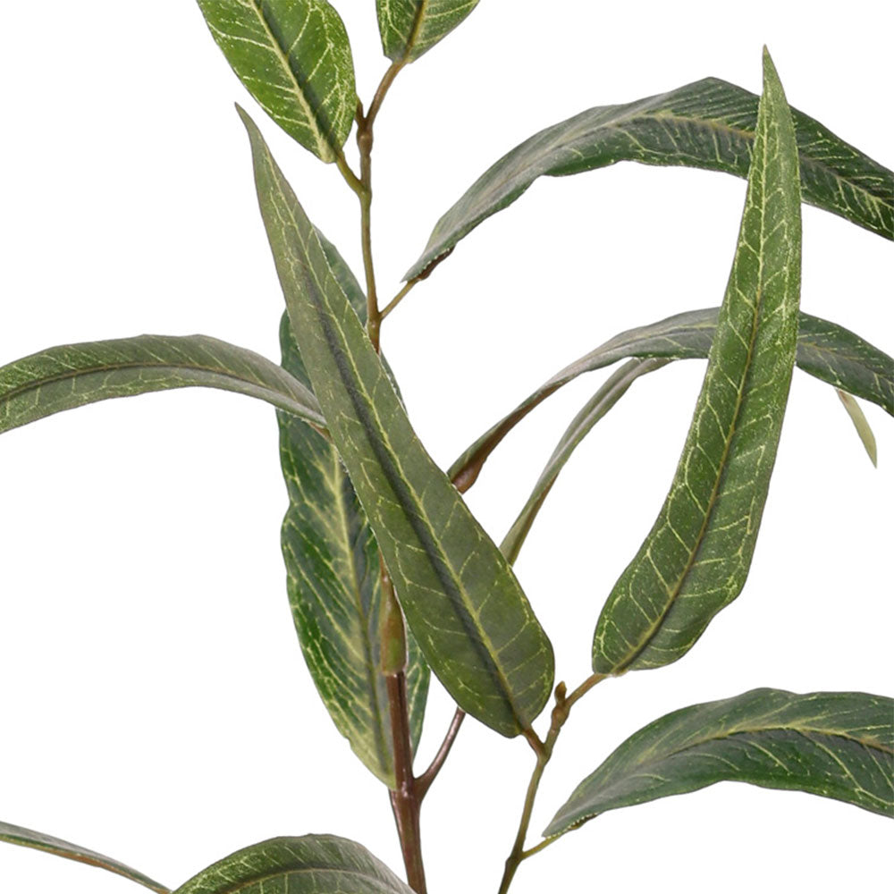 EUCALIPTO GLOBULUS 70CM