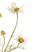 MIRASOL BLANCO 72 CM