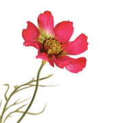 MIRASOL FUCSIA 72 CM