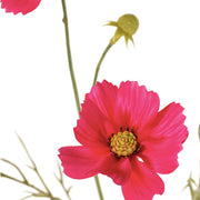 MIRASOL FUCSIA 72 CM