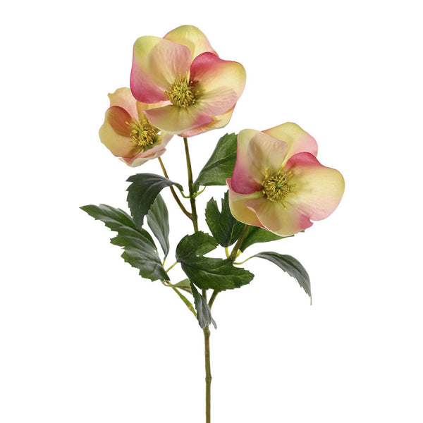 ELÉBORO ROSA/VERDE 45 CM