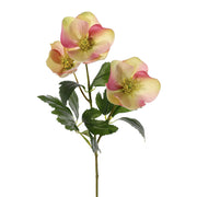 ELÉBORO ROSA/VERDE 45 CM