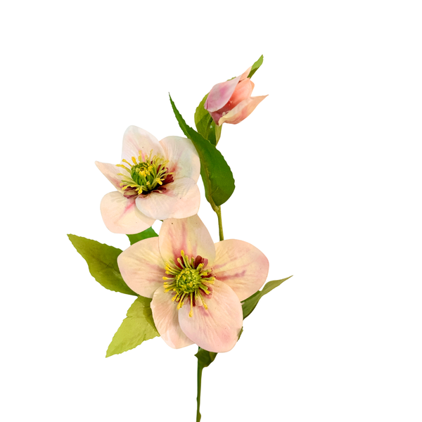 HELLEBORUS ROSADO