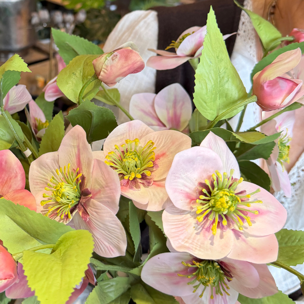 HELLEBORUS ROSADO