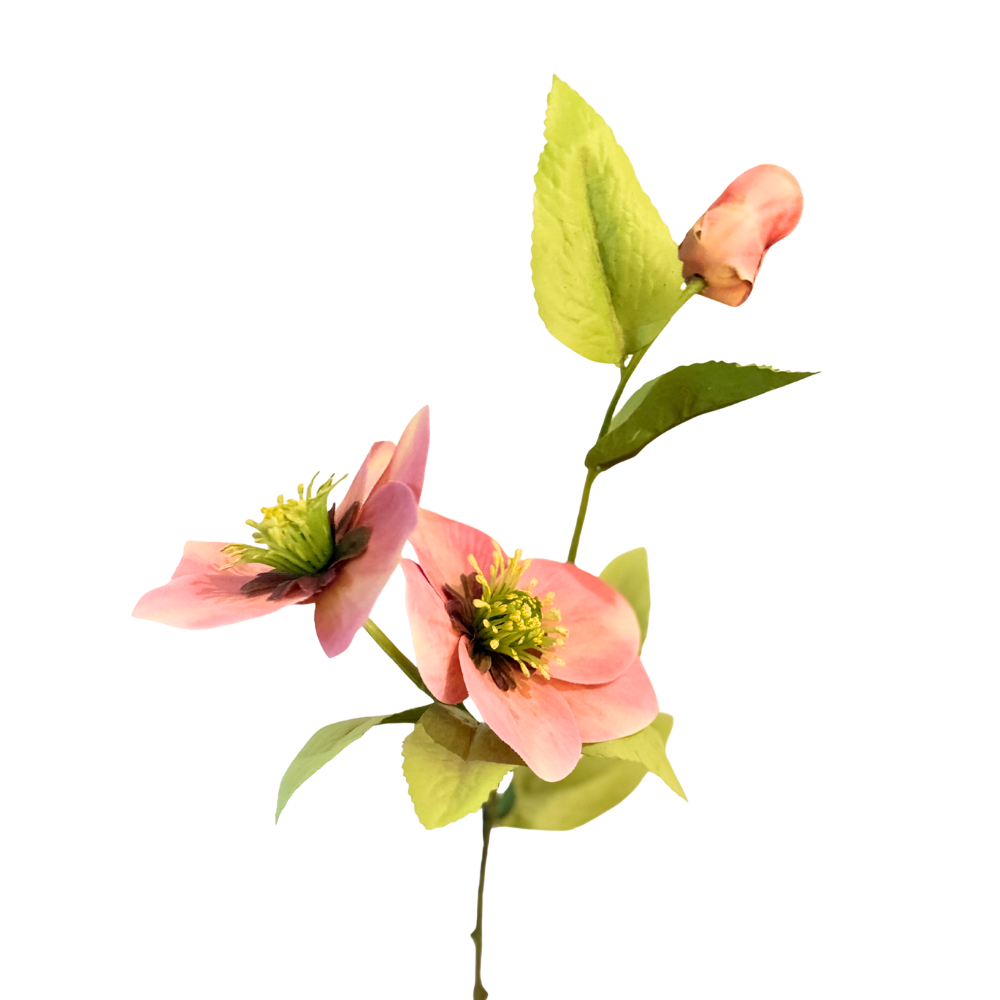 HELLEBORUS ROSADO OSCURO
