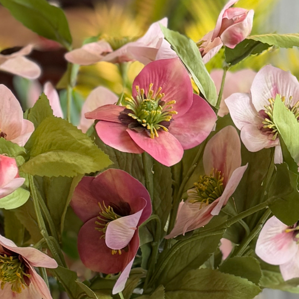 HELLEBORUS ROSADO OSCURO