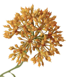 ALLIUM AMARILLO 65 CM