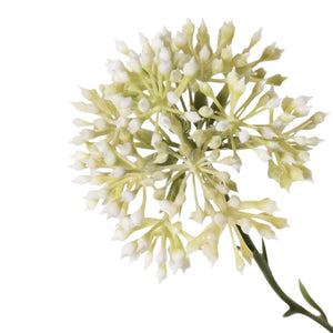 ALLIUM BLANCO 65 CM