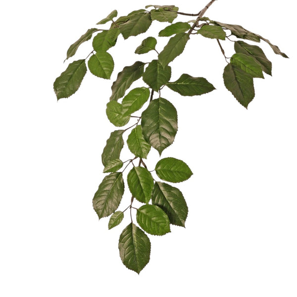 FICUS SYLVATICA 65 CM