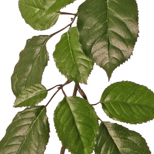 FICUS SYLVATICA 65 CM