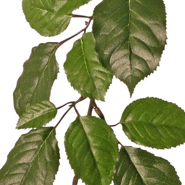 FICUS SYLVATICA 65 CM