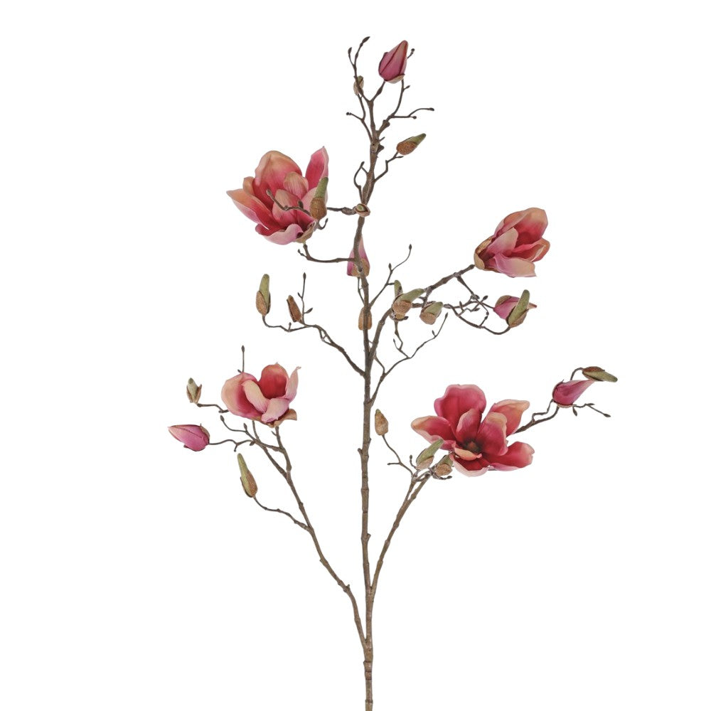 MAGNOLIA ROSA VIEJO 107 CM SOULANGEANA (4 FLORES)