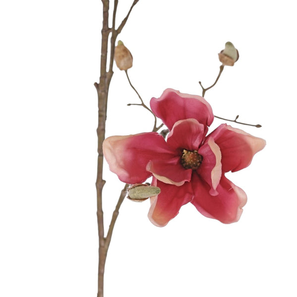 MAGNOLIA ROSA VIEJO 107 CM SOULANGEANA (4 FLORES)