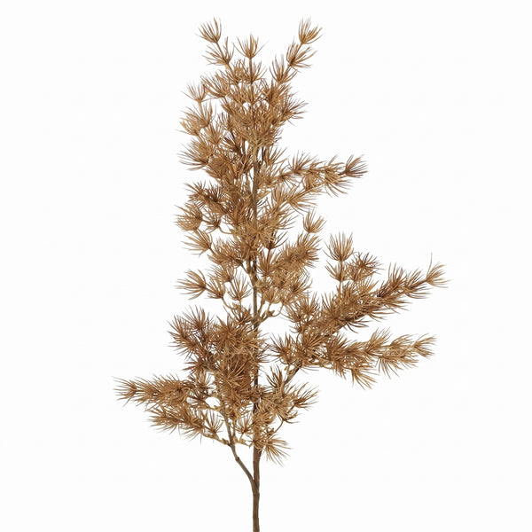ASPARAGUS UMBELLATUS CAFE 75 CM