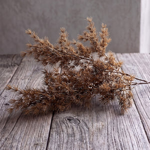 ASPARAGUS UMBELLATUS CAFE 75 CM