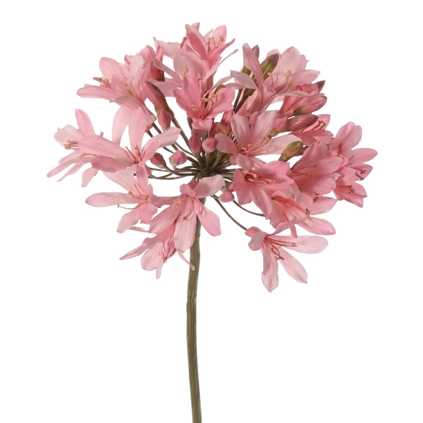 AGAPANTO ROSADO 88 CM