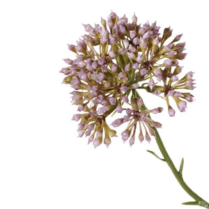 ALLIUM LILA 65 CM
