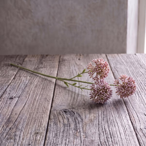 ALLIUM LILA 65 CM