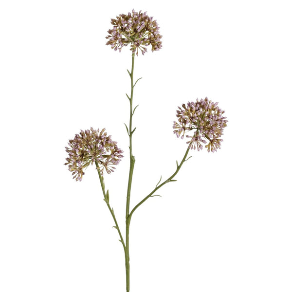 ALLIUM LILA 65 CM