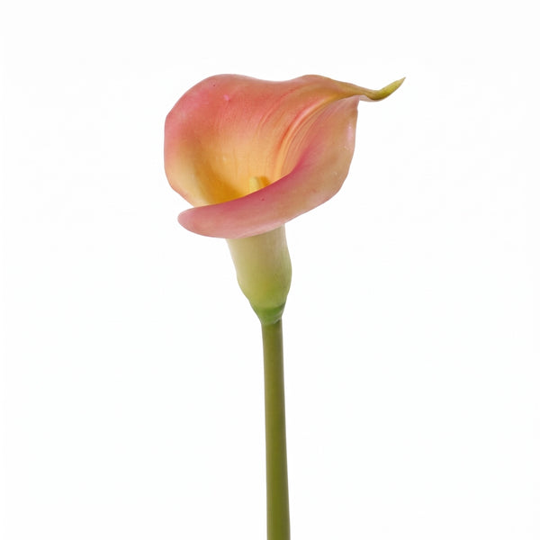 CALA ROSA PÁLIDO 73 CM