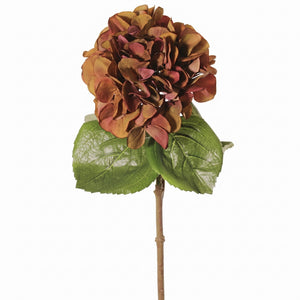 HORTENSIA CAFÉ 60 CM