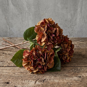 HORTENSIA CAFÉ 60 CM