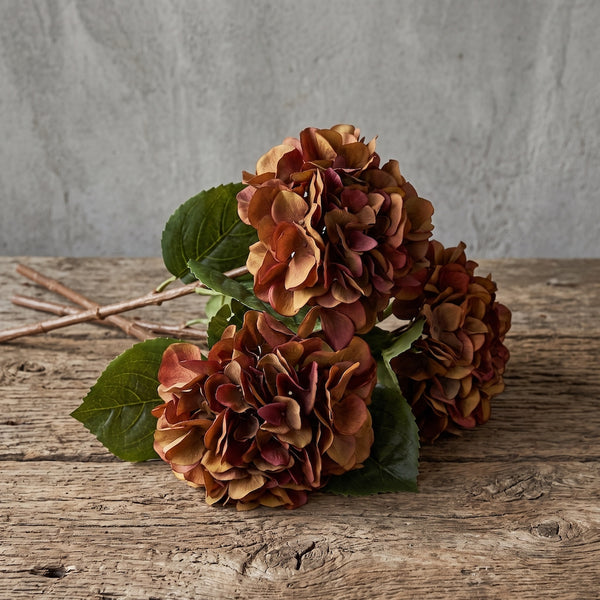 HORTENSIA CAFÉ 60 CM