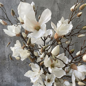 MAGNOLIA CREMA 107 CM SOULANGEANA (4 FLORES)