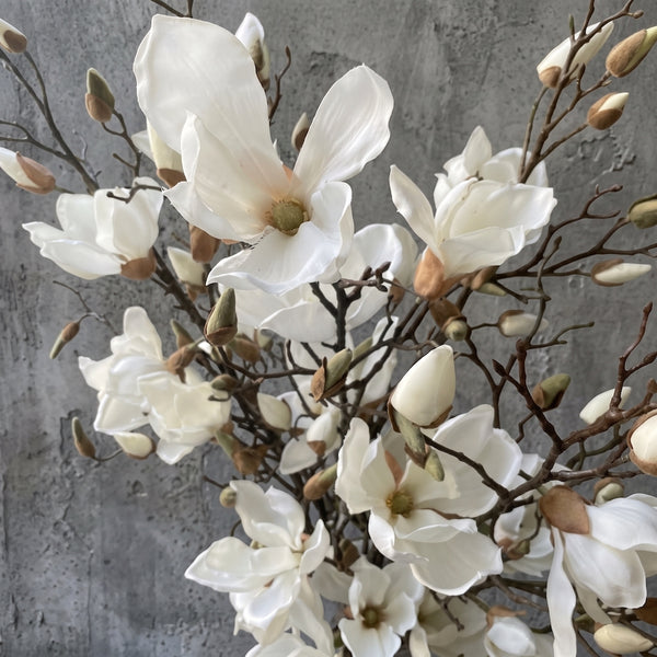 MAGNOLIA CREMA 107 CM SOULANGEANA (4 FLORES)