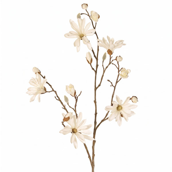 MAGNOLIA JAPONESA CREMA 104 CM
