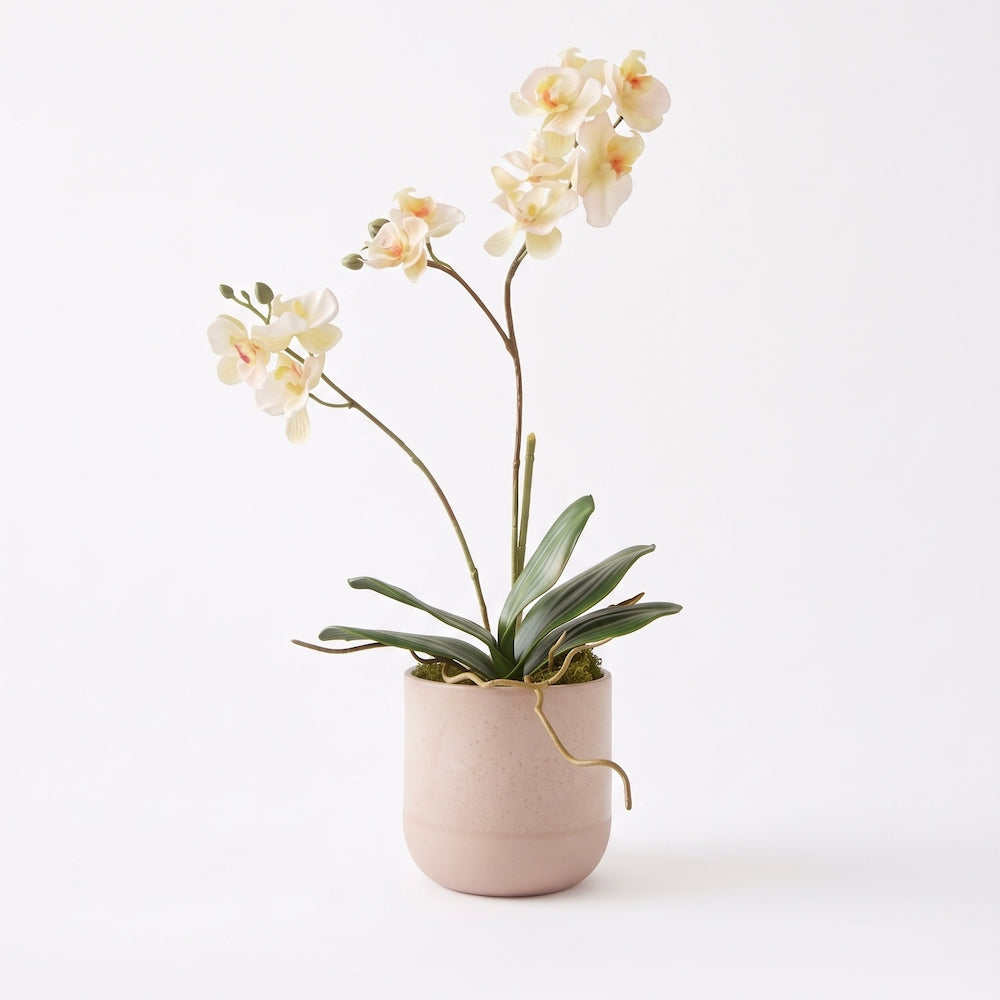 ORQUÍDEA MINI BLANCA 3 VARAS 63 CM