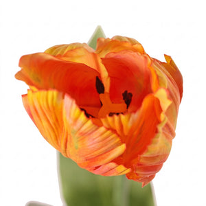 TULIPÁN PARROT NARANJO 64 CM
