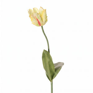 TULIPÁN PARROT AMARILLO 64 CM