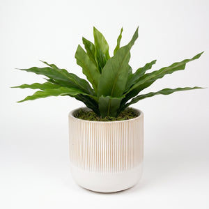 HELECHO NIDO 25 CM