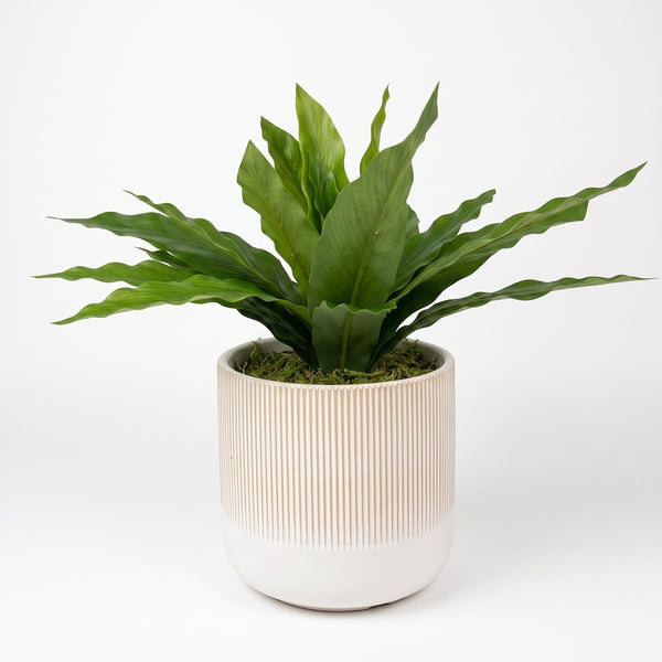 HELECHO NIDO 25 CM