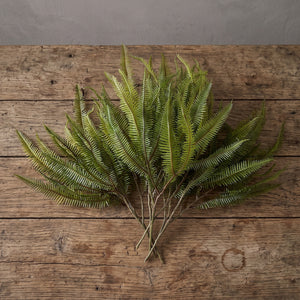 RAMA DE MINI ASPLENIUM 50 CM