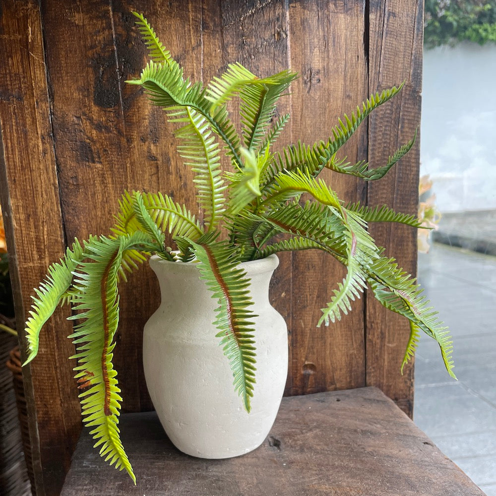 RAMA DE MINI ASPLENIUM 50 CM