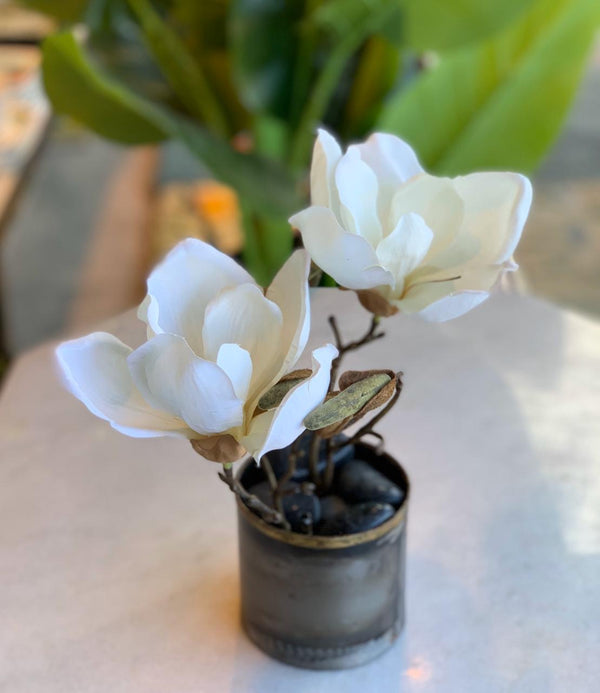 MAGNOLIA SOULANGEANA CREMA 25 CM