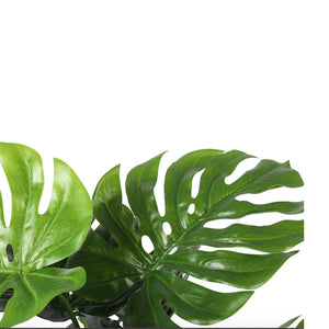 PLANTA MONSTERA 120 CM
